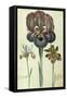 Iris Susiana Major and Iris Bisantina Angustifolia-Georg Dionysius Ehret-Framed Stretched Canvas