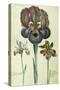 Iris Susiana Major and Iris Bisantina Angustifolia-Georg Dionysius Ehret-Stretched Canvas