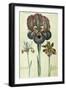 Iris Susiana Major and Iris Bisantina Angustifolia-Georg Dionysius Ehret-Framed Giclee Print