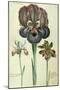 Iris Susiana Major and Iris Bisantina Angustifolia-Georg Dionysius Ehret-Mounted Giclee Print