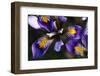 (Iris Unguicularis Cretensis) Flowers, Katharo, Crete, Greece, April 2009-Lilja-Framed Photographic Print