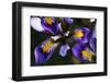 (Iris Unguicularis Cretensis) Flowers, Katharo, Crete, Greece, April 2009-Lilja-Framed Photographic Print