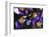 (Iris Unguicularis Cretensis) Flowers, Katharo, Crete, Greece, April 2009-Lilja-Framed Photographic Print