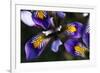 (Iris Unguicularis Cretensis) Flowers, Katharo, Crete, Greece, April 2009-Lilja-Framed Photographic Print