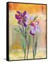 Iris V-Jenny McGee-Framed Stretched Canvas