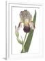 Iris Varieties VI-null-Framed Art Print