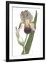 Iris Varieties VI-null-Framed Art Print