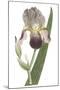 Iris Varieties VI-null-Mounted Art Print