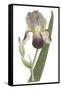 Iris Varieties VI-null-Framed Stretched Canvas