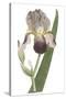 Iris Varieties VI-null-Stretched Canvas
