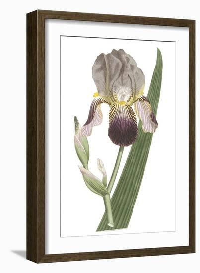 Iris Varieties VI-null-Framed Art Print