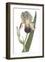 Iris Varieties VI-null-Framed Art Print