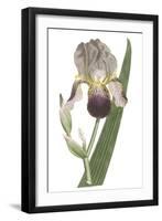 Iris Varieties VI-null-Framed Art Print