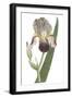 Iris Varieties VI-null-Framed Art Print