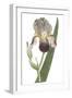 Iris Varieties VI-null-Framed Art Print