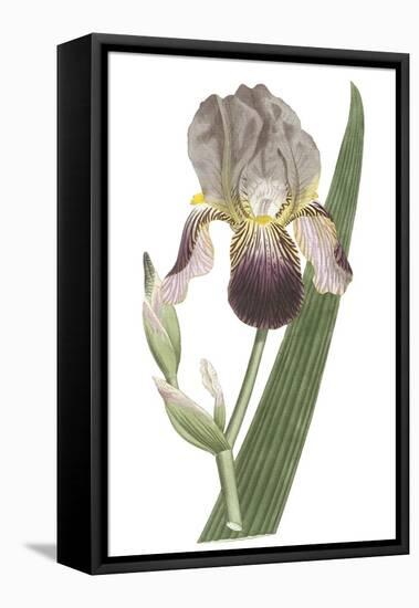 Iris Varieties VI-null-Framed Stretched Canvas