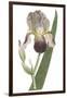 Iris Varieties VI-null-Framed Art Print