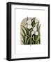 Iris Vignette-Marcia Matcham-Framed Art Print