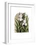 Iris Vignette-Marcia Matcham-Framed Art Print