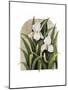 Iris Vignette-Marcia Matcham-Mounted Art Print