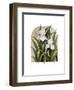 Iris Vignette-Marcia Matcham-Framed Art Print