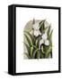 Iris Vignette-Marcia Matcham-Framed Stretched Canvas