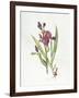 Iris (W/C on Paper)-Margaret Ann Eden-Framed Giclee Print