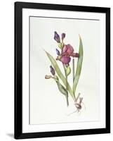 Iris (W/C on Paper)-Margaret Ann Eden-Framed Giclee Print