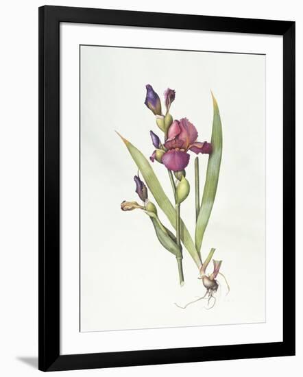 Iris (W/C on Paper)-Margaret Ann Eden-Framed Giclee Print