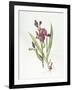 Iris (W/C on Paper)-Margaret Ann Eden-Framed Giclee Print