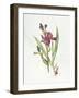 Iris (W/C on Paper)-Margaret Ann Eden-Framed Giclee Print