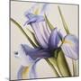 Iris Wind-Carolina Alotus-Mounted Giclee Print