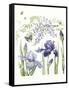 Iris & Wisteria-Janneke Brinkman-Salentijn-Framed Stretched Canvas