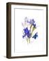 Iris with Blue Butterfly, 2016-John Keeling-Framed Giclee Print