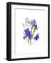 Iris with Blue Butterfly, 2016-John Keeling-Framed Giclee Print