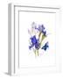 Iris with Blue Butterfly, 2016-John Keeling-Framed Giclee Print