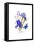 Iris with Blue Butterfly, 2016-John Keeling-Framed Stretched Canvas