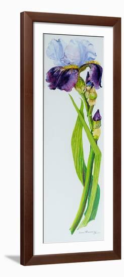 Iris with Three Buds, 2010-Joan Thewsey-Framed Premium Giclee Print