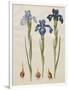 Iris xiphiodes From The Album Gottorfer Codex, c.1650-Hans Simon Holtzbecher-Framed Giclee Print