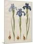 Iris xiphiodes From The Album Gottorfer Codex, c.1650-Hans Simon Holtzbecher-Mounted Giclee Print