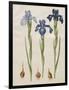 Iris xiphiodes From The Album Gottorfer Codex, c.1650-Hans Simon Holtzbecher-Framed Giclee Print