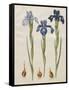 Iris xiphiodes From The Album Gottorfer Codex, c.1650-Hans Simon Holtzbecher-Framed Stretched Canvas