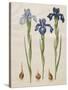 Iris xiphiodes From The Album Gottorfer Codex, c.1650-Hans Simon Holtzbecher-Stretched Canvas