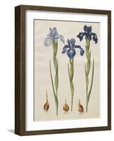 Iris xiphiodes From The Album Gottorfer Codex, c.1650-Hans Simon Holtzbecher-Framed Giclee Print