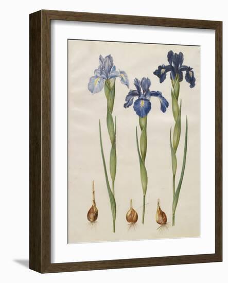 Iris xiphiodes From The Album Gottorfer Codex, c.1650-Hans Simon Holtzbecher-Framed Giclee Print