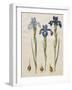 Iris xiphiodes From The Album Gottorfer Codex, c.1650-Hans Simon Holtzbecher-Framed Giclee Print