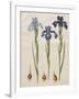 Iris xiphiodes From The Album Gottorfer Codex, c.1650-Hans Simon Holtzbecher-Framed Giclee Print