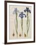 Iris xiphiodes From The Album Gottorfer Codex, c.1650-Hans Simon Holtzbecher-Framed Giclee Print