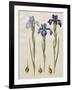 Iris xiphiodes From The Album Gottorfer Codex, c.1650-Hans Simon Holtzbecher-Framed Giclee Print