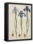 Iris xiphiodes From The Album Gottorfer Codex, c.1650-Hans Simon Holtzbecher-Framed Stretched Canvas